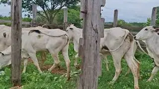 GADO A VENDA