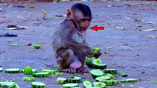 Awesomely, look tiny baby monkey's mouth, so cute, Baby monkey is learning to feed.