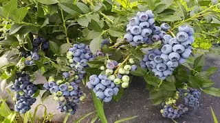 ГОЛУБИКА ЭТОГО Я НЕ ЗНАЛ.  Как посадить голубику. Ошибки при посадке голубики.