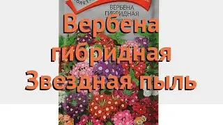 Вербена гибридная Звездная пыль (zvezdnaya pyl) 🌿 обзор: как сажать, семена вербены Звездная пыль
