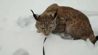 Рысь Даша - прогулка во дворе (неудачная)