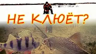 Что происходит под лункой когда НЕ КЛЮЁТ. Зимняя рыбалка 2022. Подводные съёмки.