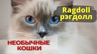 Ragdoll - большая и пушистая ЛЕНЬ. (Кошки породы 