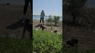 Отдых гамадрилок Ники и Луны!