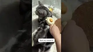 Maybe this brush is for you and your cat!