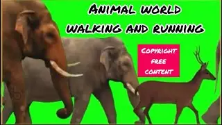 Animal world walking and running 