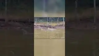 Леопард Напал не на Того Оленя