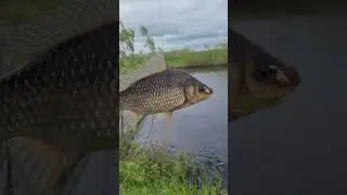 ВСЁ ТАКИ ОН ЕГО ПОЙМАЛ😊КАРАСЬ НА БОКОВОЙ КИВОК...РЕКА ЧУЛЫМ #рыбалка #fishing #новосибирск #сибирь