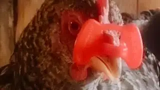 Очки для кур/Продолжаем борьбу с расклевом яиц/