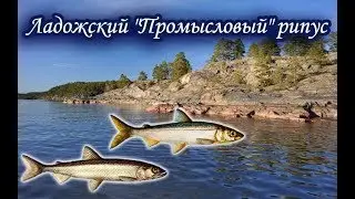 Ладожский промысел. Рипус. Русская Рыбалка.