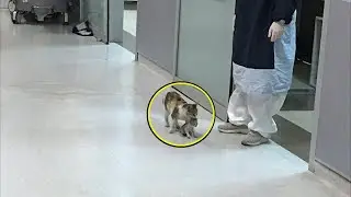Homeless mother cat brought her kitten to the vet. Impossible not to cry!😭