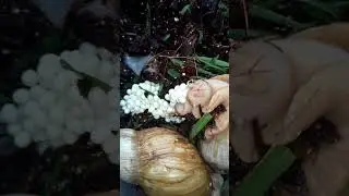 Ахатіни несуть яйця