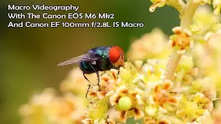 Exploring The Versatile Canon EF 100mm f/2.8L IS Macro Lens