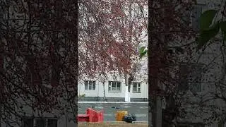2023-10-17 Свиристели поют и едят ранетки, +5*С, Братск, Сибирь, Россия