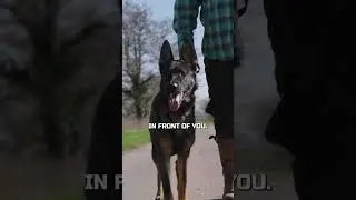 BEST DOG WALKING ADVICE