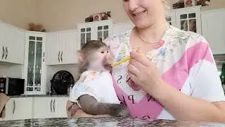 #Гамадрилы
