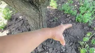 НИКОГДА И НИКОГО НЕ СЛУШАТЬ‼️//Как спасти свой урожай на огороде в жару- эффективный метод