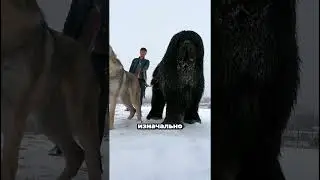 топ 3 самых больших собак