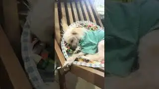 Доброе утречко от Хвостатого счастья
