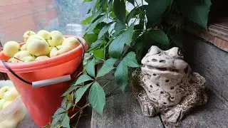 Лайфхаки для дачи / Миняева Юлия и Илья Импульс