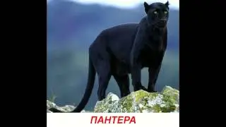 Голоса диких животных для детей. Развивалки 