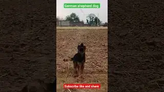 German shepherd dog #shortvideo #ytshorts #animals #shortsfeed #shortvideo #trending #shorts #dog