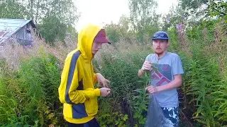 Иван-Чай сбор на Даче