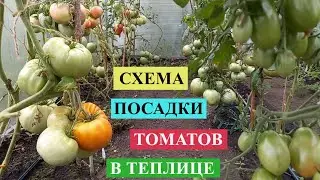 СХЕМА ПОСАДКИ ТОМАТОВ В ТЕПЛИЦЕ, которая помогает получить, как можно больше урожая