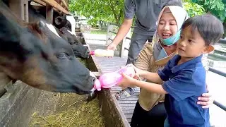 ALI KASIH SUSU KE SAPI 😂 VLOG LUCU | Ali Vlog