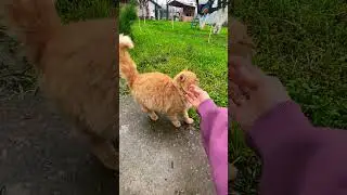 Наш Любимый 