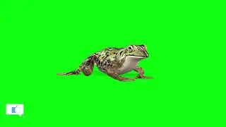 Frog Eat | Green Screen 3D Animation Video | VFX CREATOR STUDIO