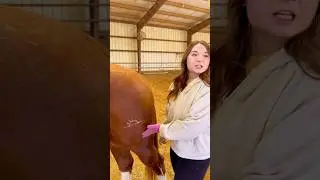 Beginner Vs Experienced Horse Owners! 🐴 