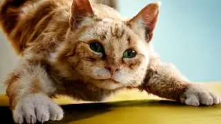 Cats Will Do Anything | DREAMIES Cat Treats