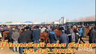 Shimbay mal bazar 19.02.2023 Шымбай мал базар. Скотный рынок. Мал базар 2023