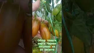 Обзор томата сорта Чёрная сосулька за лето. 20 августа. #огород #дача #помидоры