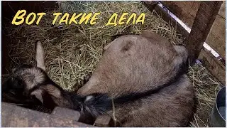 Шанькины козлята,Окотилась Луша