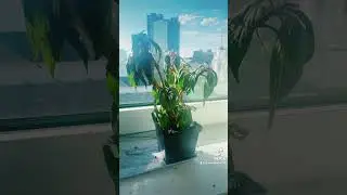 Nursing my plant back to health . 💛