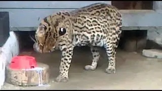 Оцелот Кирилл ест лапой молоко