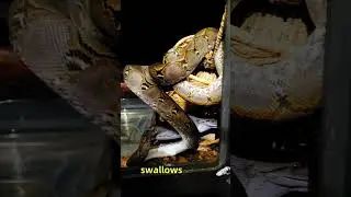 Will they take it? Target training superdwarf reticulated pythons with product Reptilinks sent me.