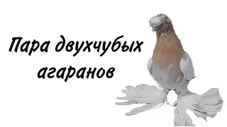 Братишка подогнал пару двухчубых агаранов. Будем работать/номер 87012184683