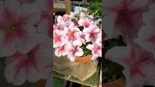 От этой красоты Кругом голова 🌺🌺🌺#цветы#огород#сад#дача