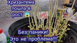 Хризантема мультифлора пошла в рост. Достаём из погреба. Что буду делать дальше 🧐