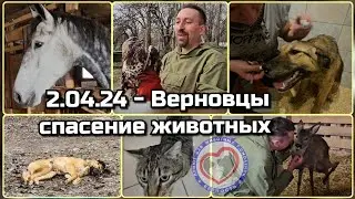 Приняли 2 новеньких на лечение, показали Дашку Ваську, Кити, Белль и выпустили на волю 