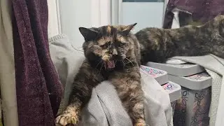 кошка  Соня злится  что  ей мешают есть колбасу.