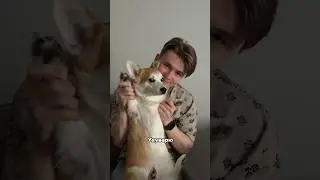 САРА АСТИ-ПЕСНЯ КОРЖИТСЯ 