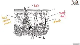 [WA1] Pure Biology - The Nervous Sytem and Human Eye / Homeostasis, Hormones