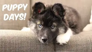 My Husky Kakoa As A Puppy!
