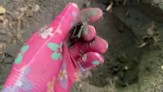 Коп з Рексом у лісі