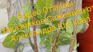 Видео Отзывы от Заказчиков Саженцев из питомника Александра Шуткова :-)