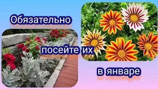 Начинаю посевную 2024. Первые на очереди гацания и цинерария приморская. Грунт, ёмкости посев.